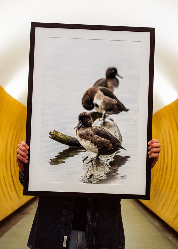 Tufted ducks on a row