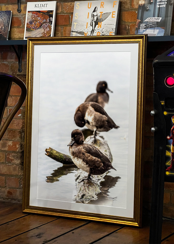 Tufted ducks on a row