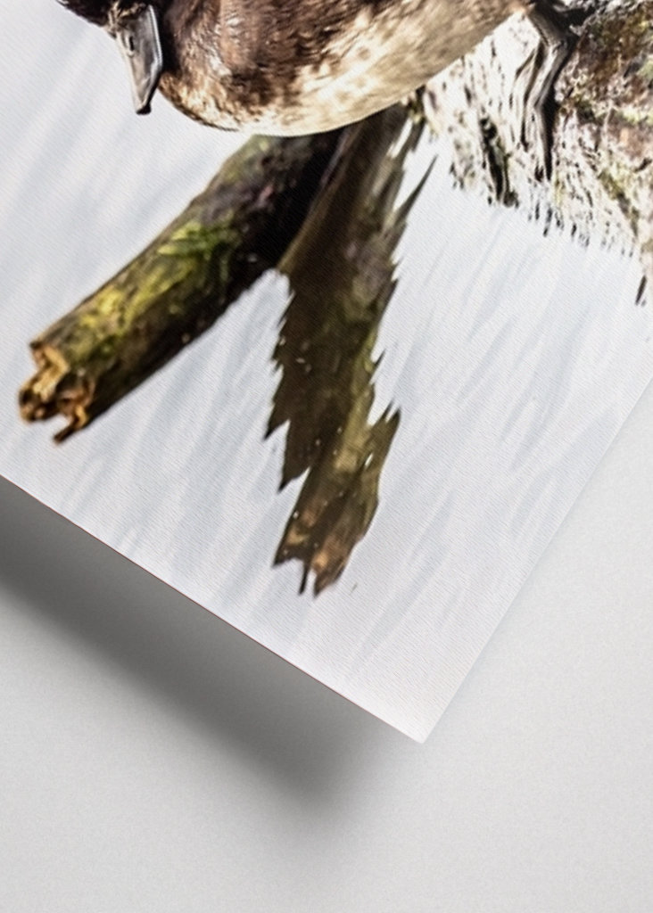 Tufted ducks on a row