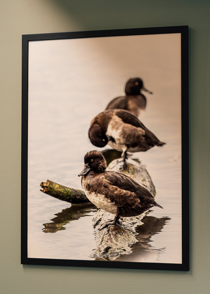 Tufted ducks on a row