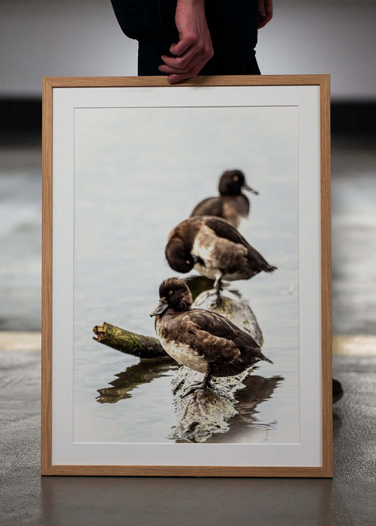Tufted ducks on a row