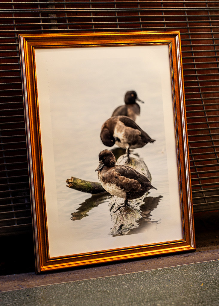 Tufted ducks on a row