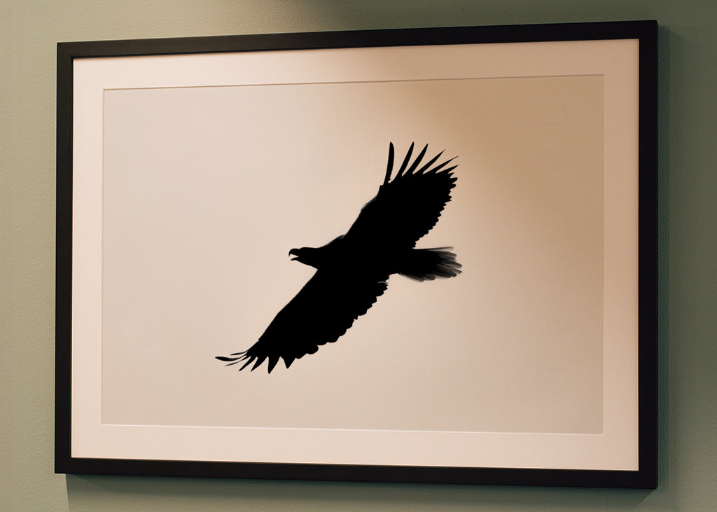 Eagle in silhouette
