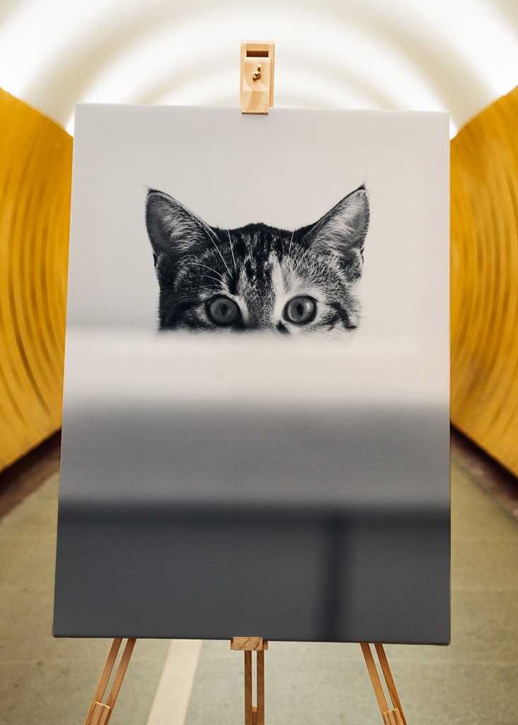 Katze in der Badewanne