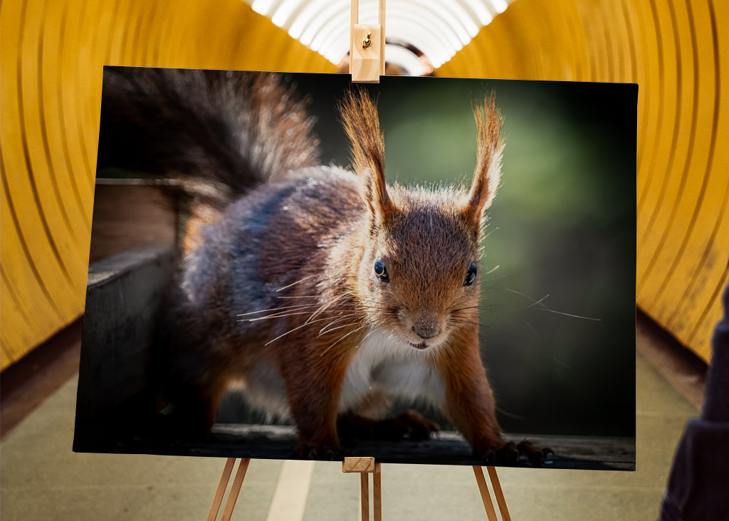 Squirrel looking at you