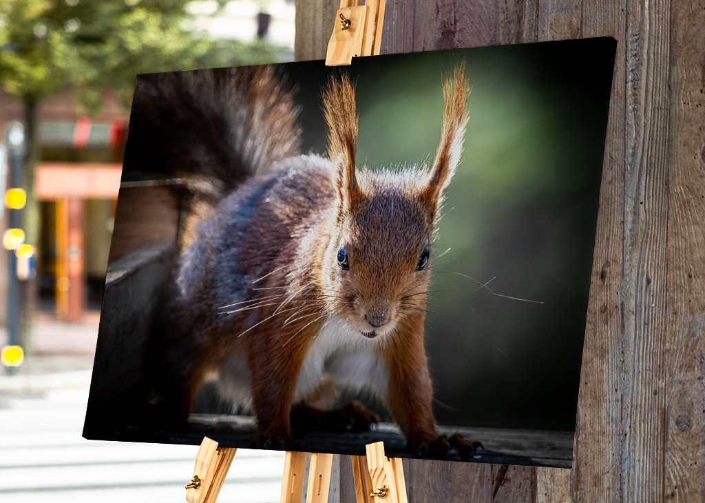Squirrel looking at you