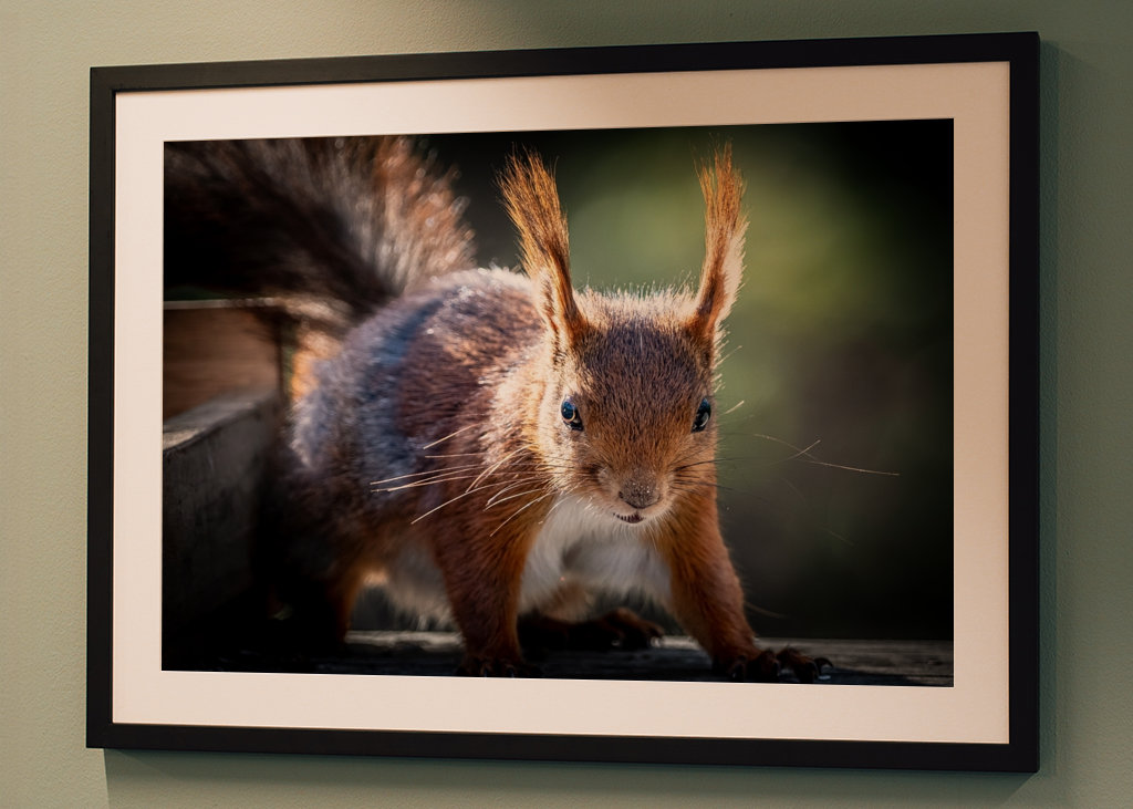 Squirrel looking at you