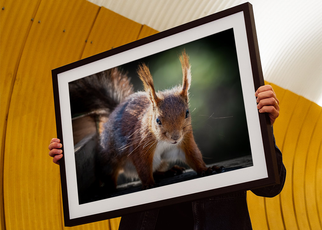 Squirrel looking at you