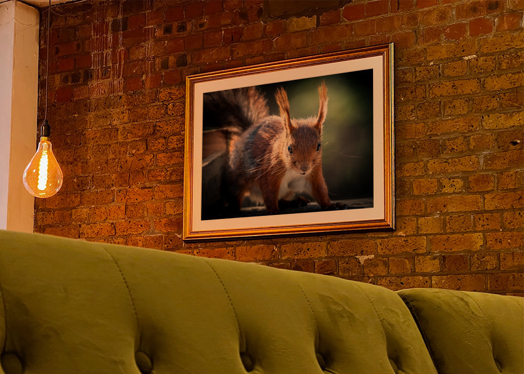 Squirrel looking at you