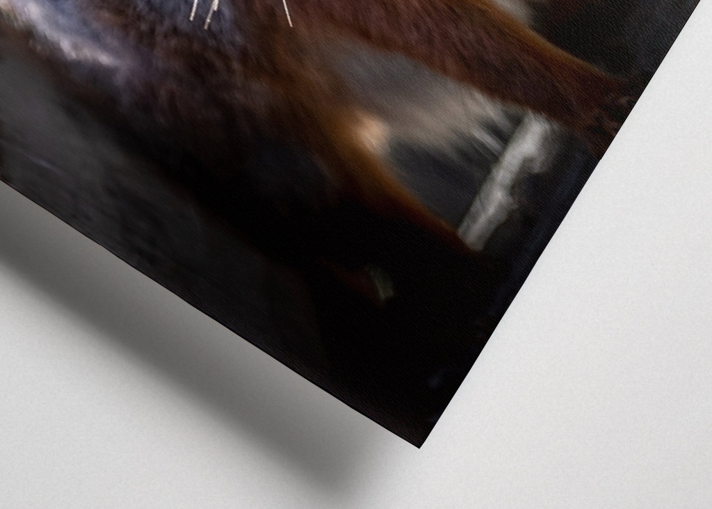 Squirrel looking at you