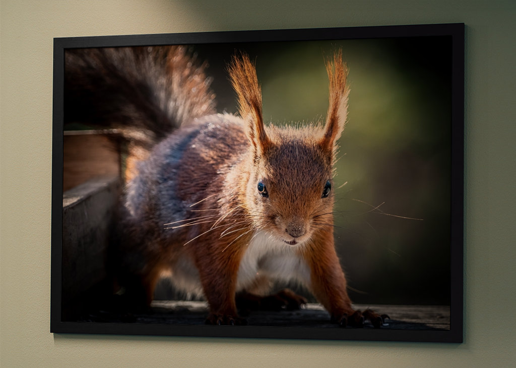 Squirrel looking at you