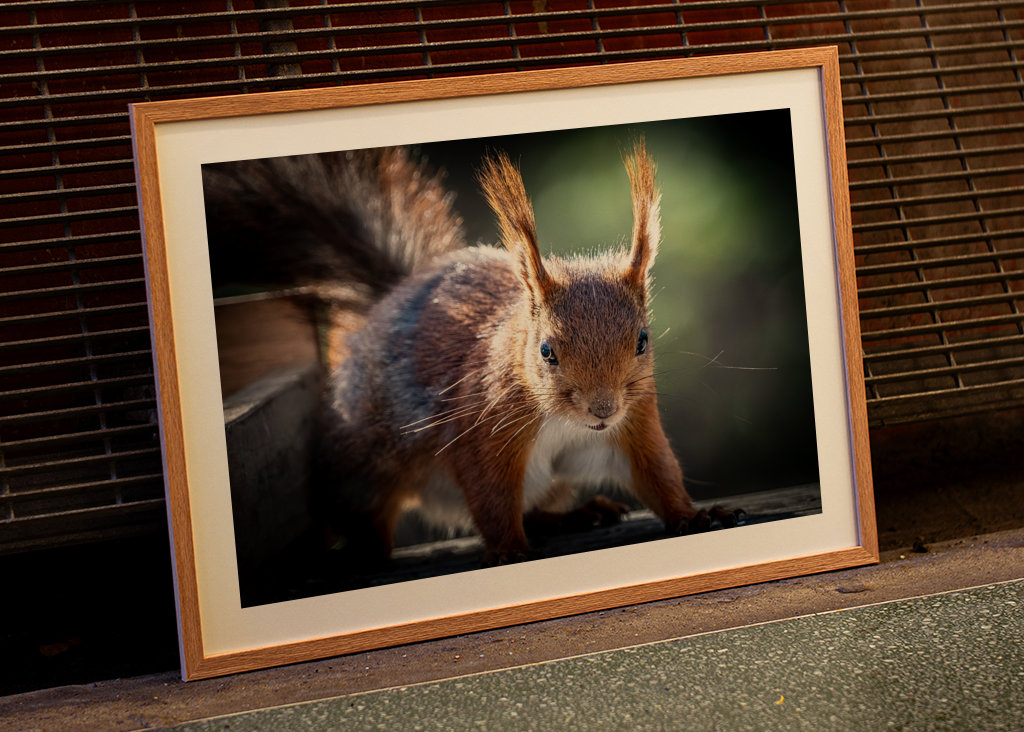 Squirrel looking at you