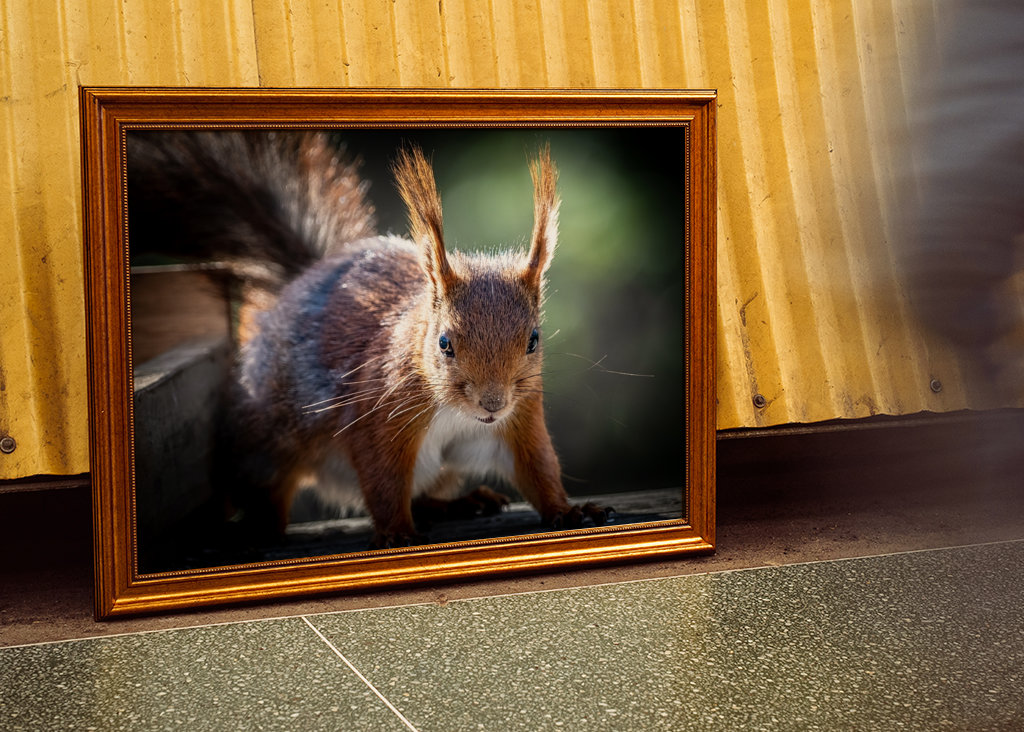 Squirrel looking at you