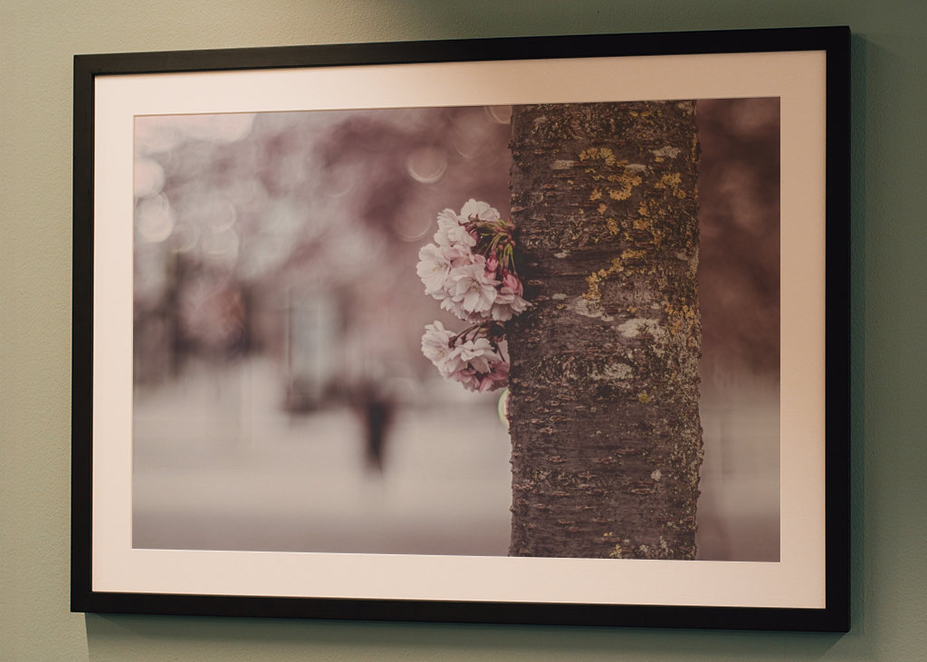 Flowers on a cherry tree