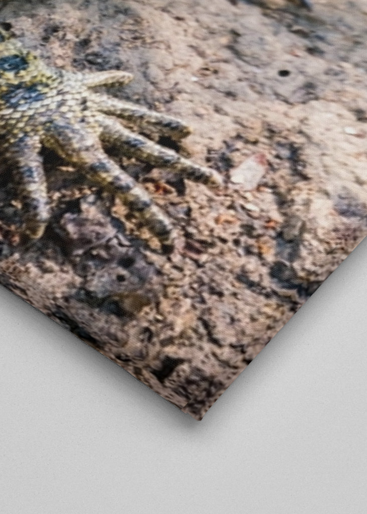 Australische Wasseragame