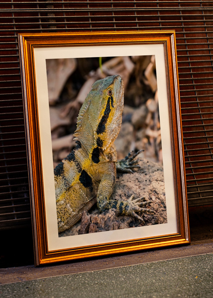 Australische Wasseragame