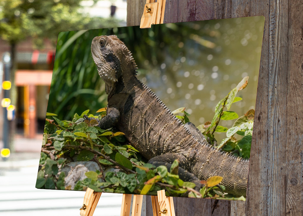 Australische Wasseragame