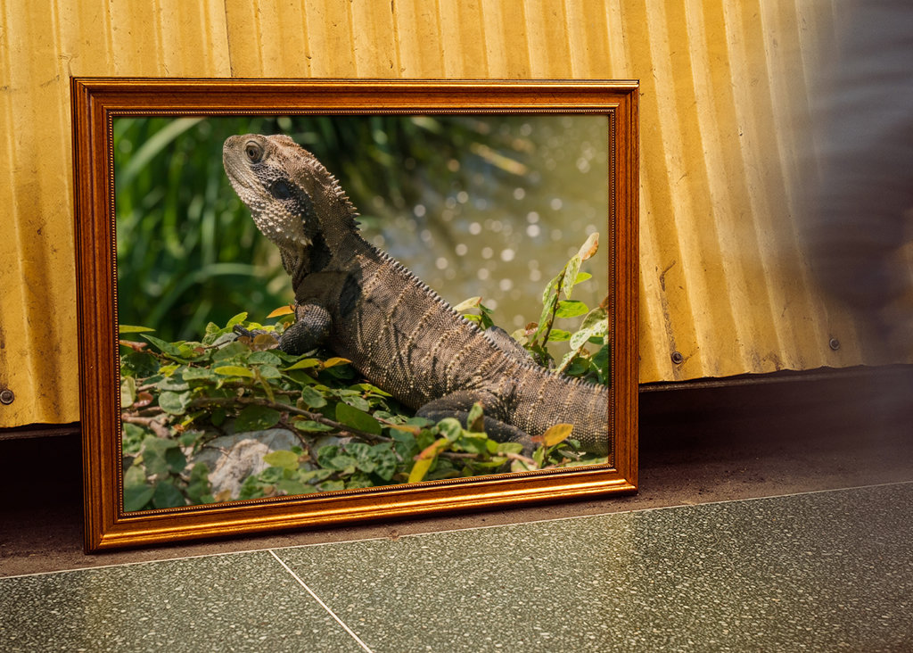 Australische Wasseragame