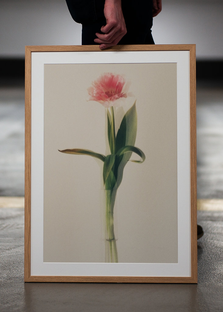 Tulip in vase