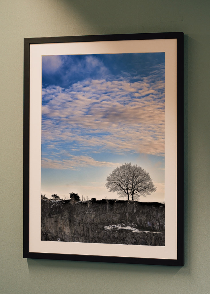 Silhouette eines Baumes