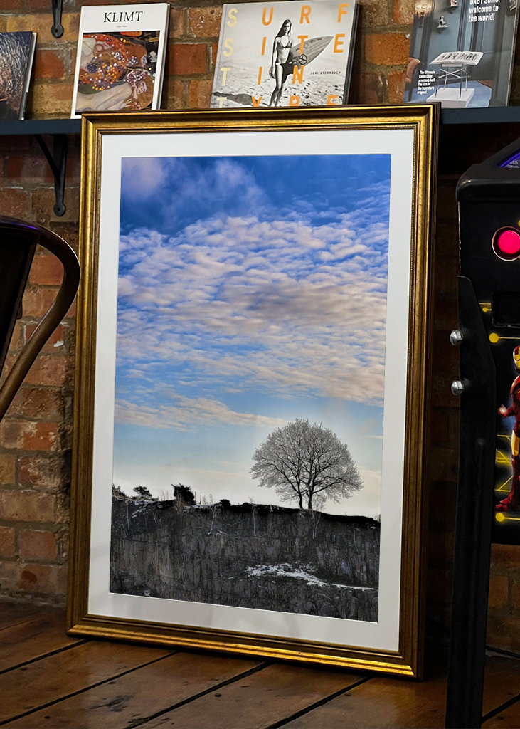 Silhouette eines Baumes