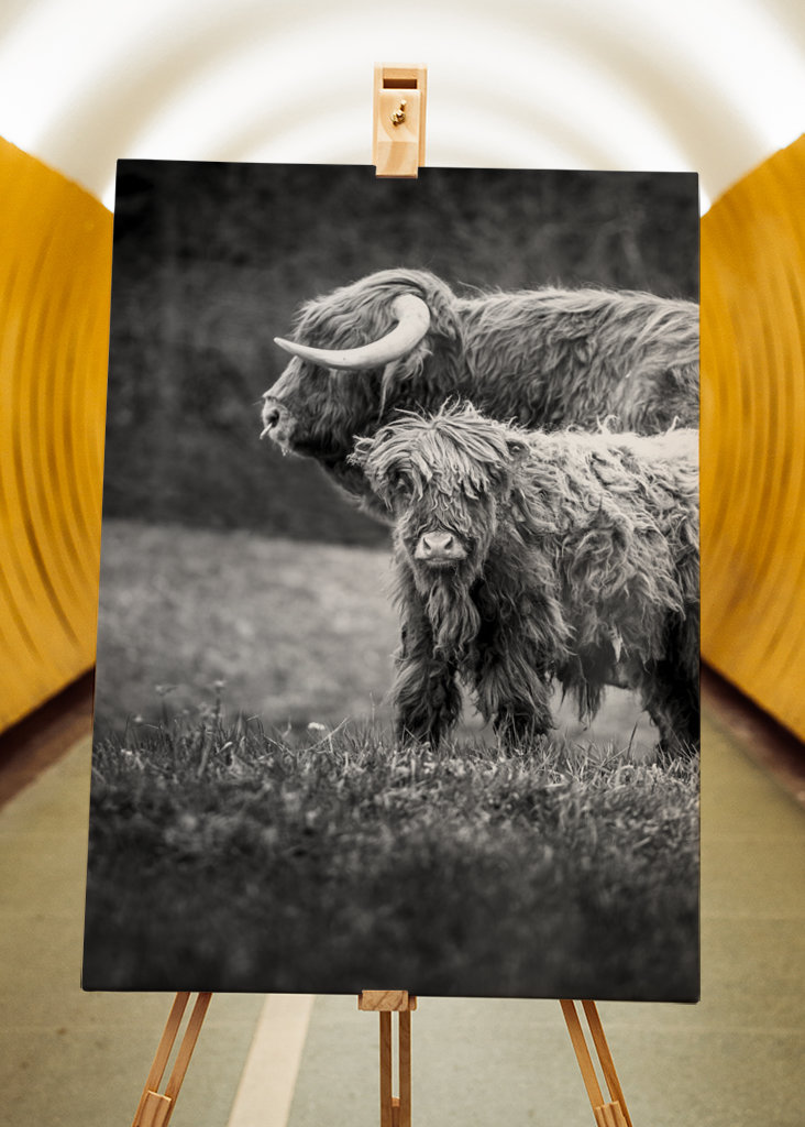 Hovězí maso z Vysočiny s telecím masem