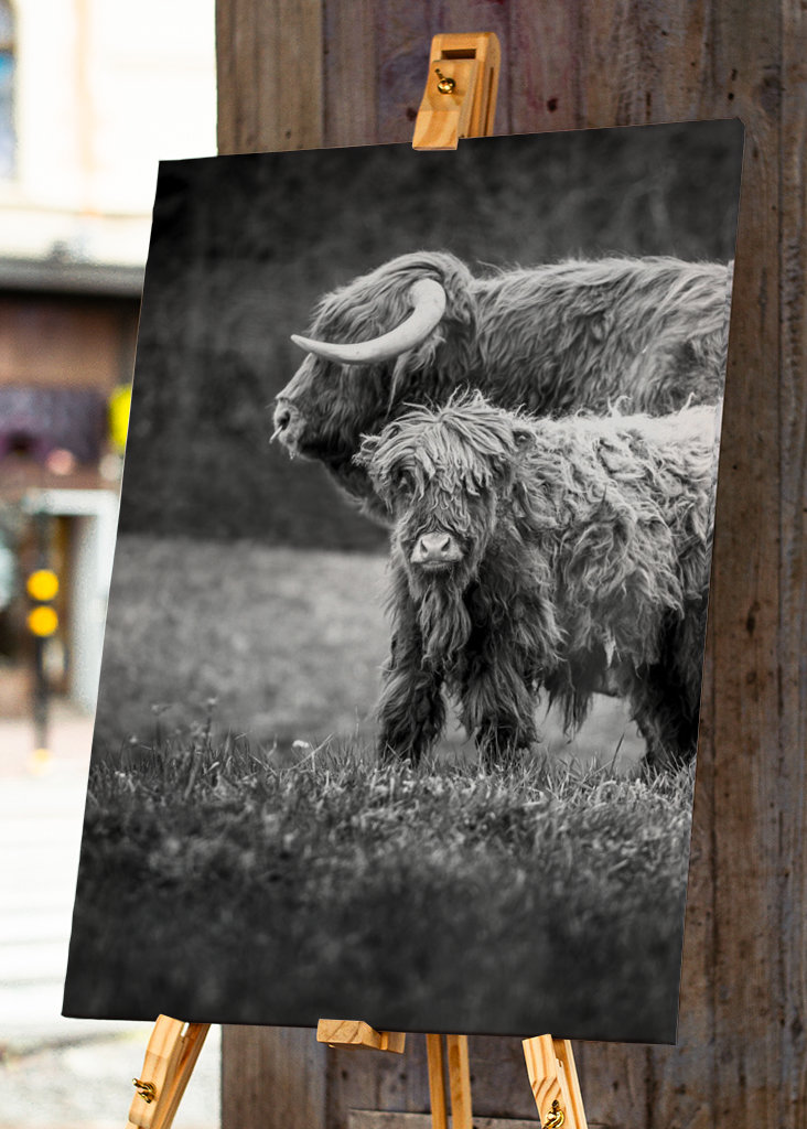 Hovězí maso z Vysočiny s telecím masem