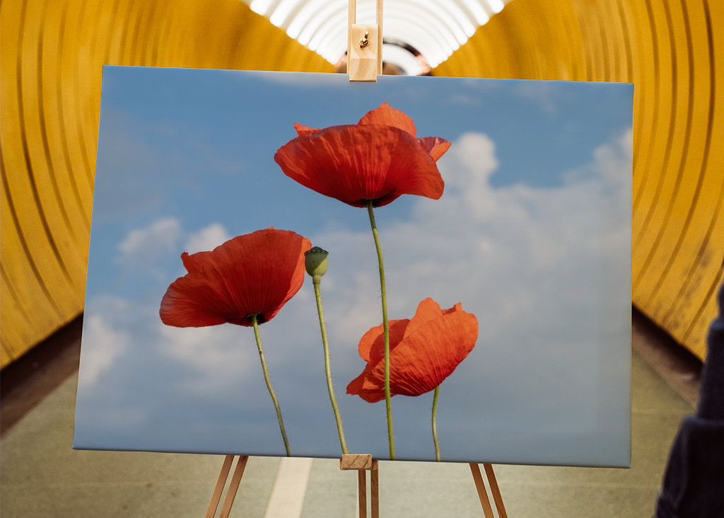 Coquelicots contre ciel bleu