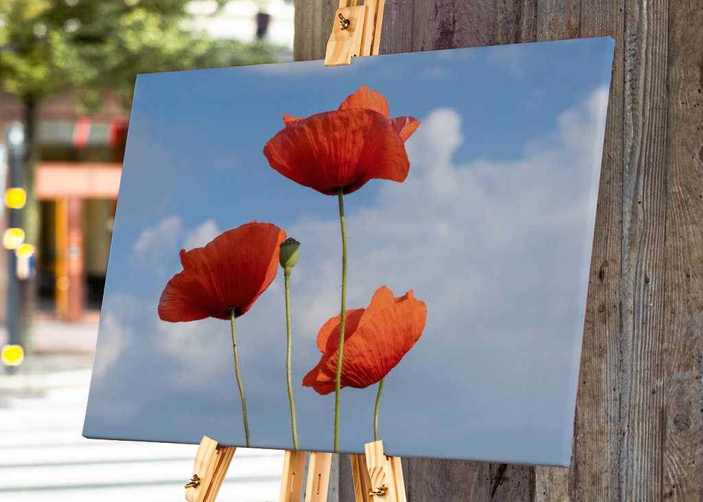 Coquelicots contre ciel bleu