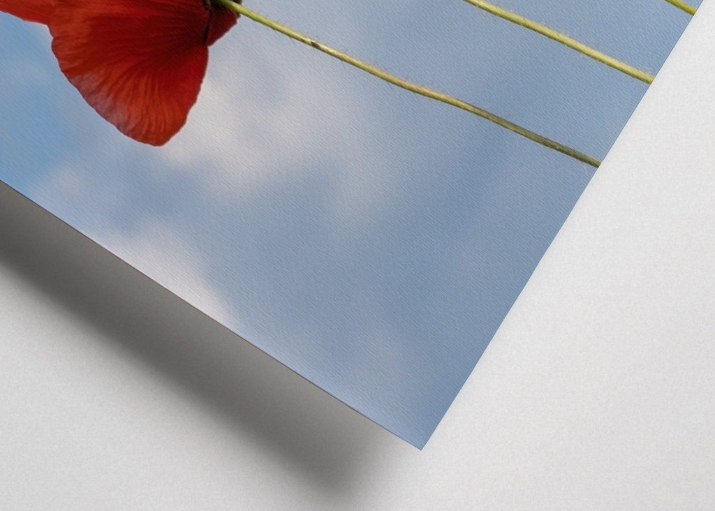 Coquelicots contre ciel bleu