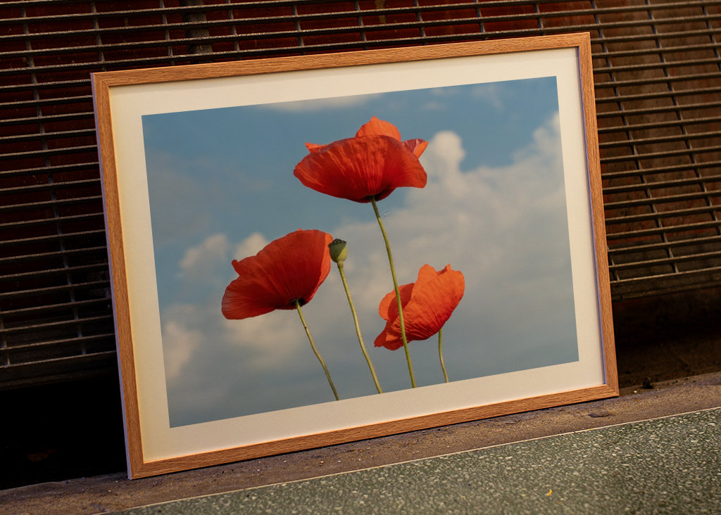 Coquelicots contre ciel bleu