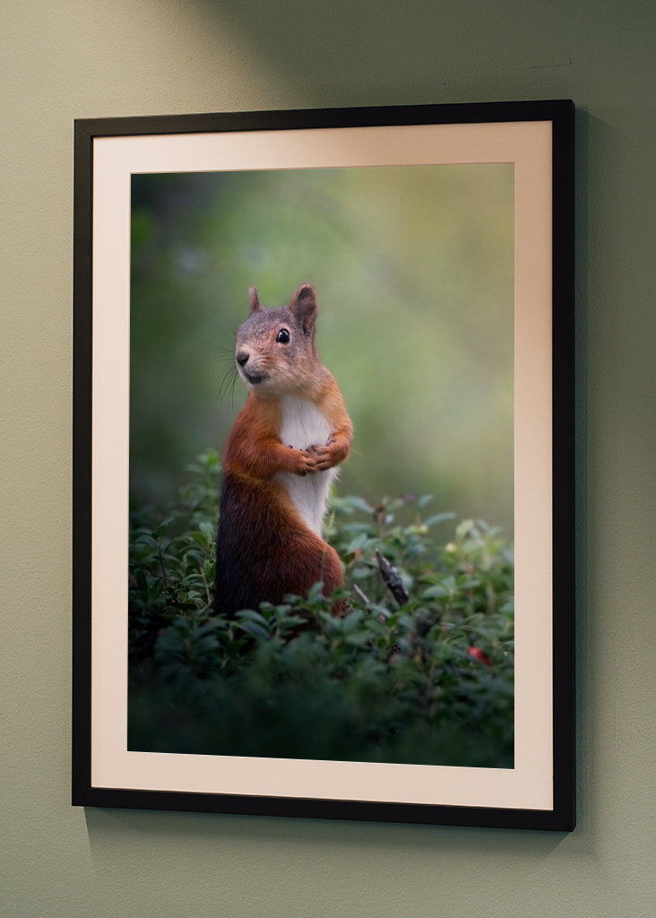 Poserande ekorre
