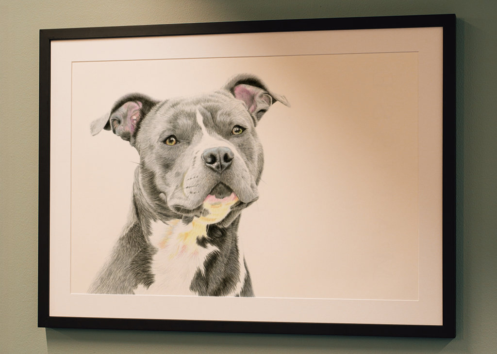 Amerikai staffordshire terrier