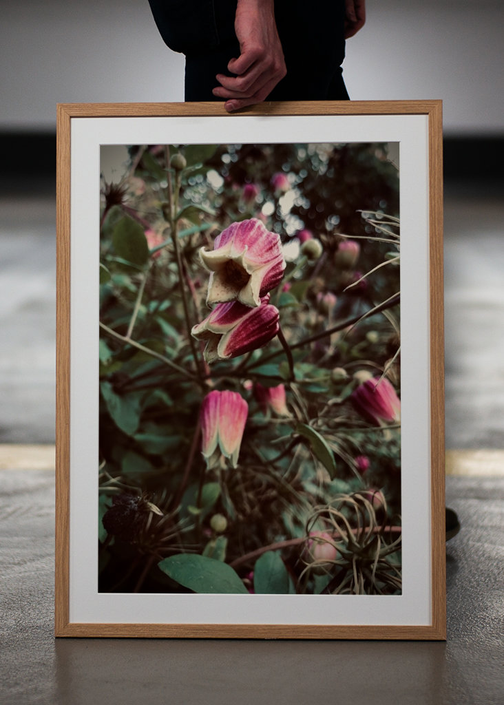 Vaaleanpunainen kukka