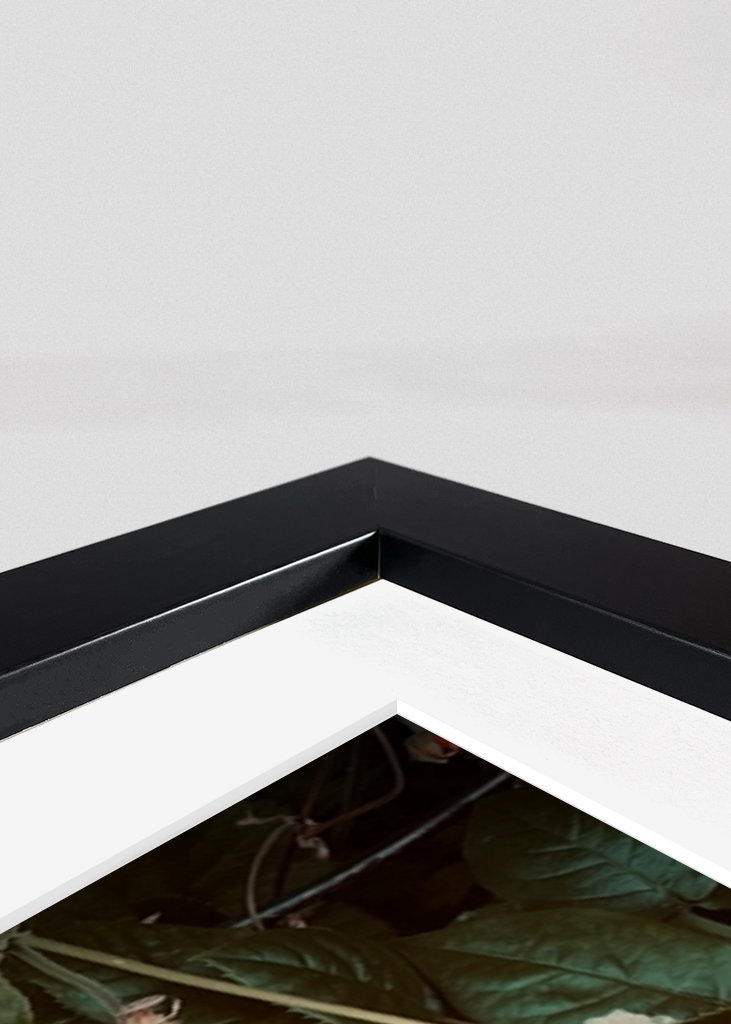 Fleurs / roses orange rose 