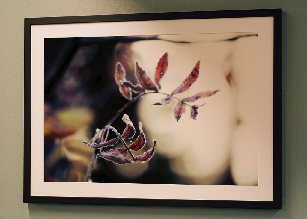 Odmrożone jesienne liście