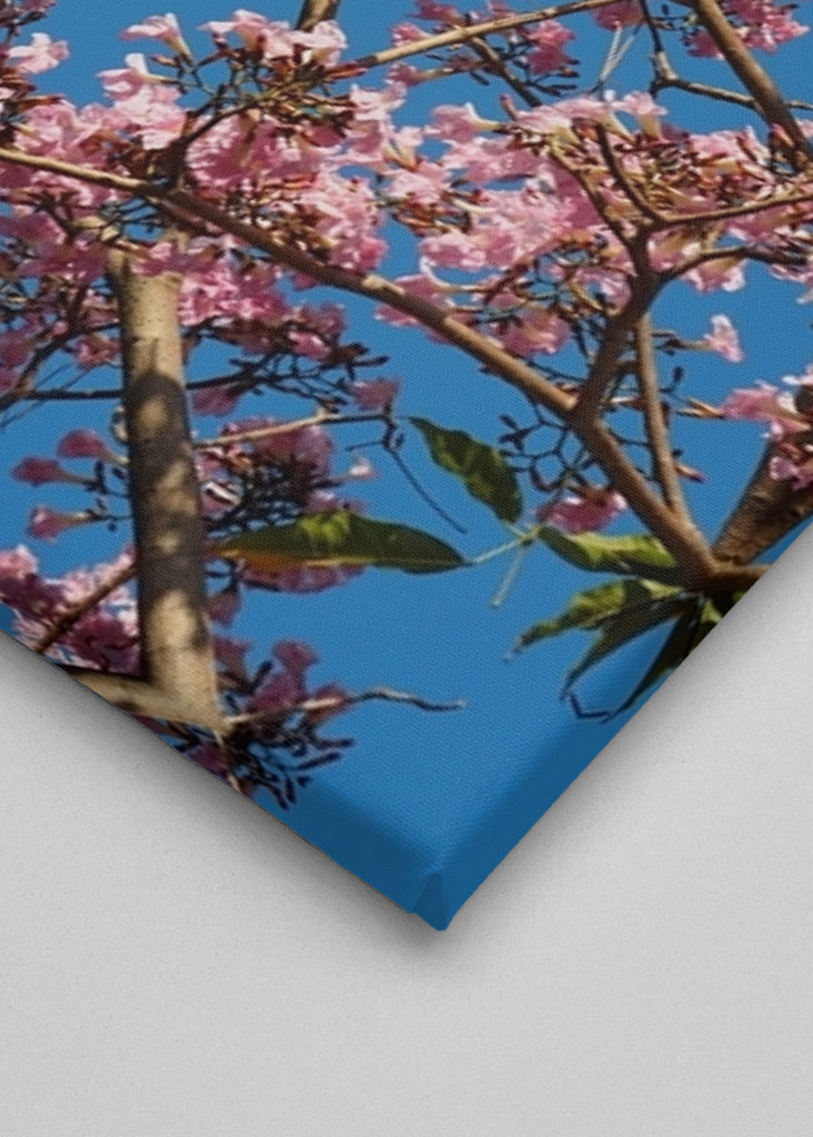 Beautiful pink flowers