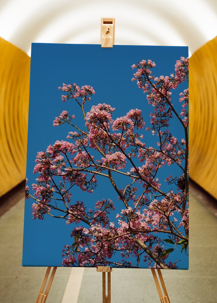 Beautiful pink flowers