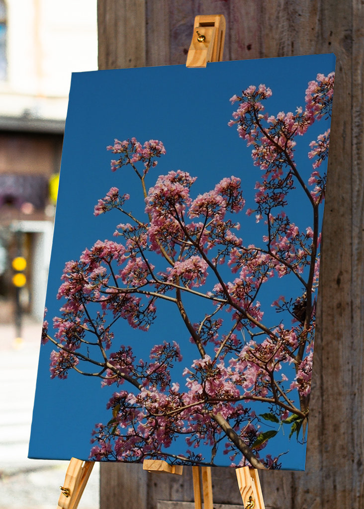Beautiful pink flowers