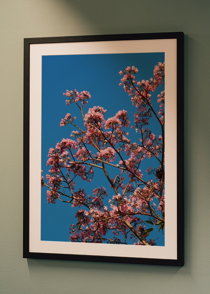 Beautiful pink flowers