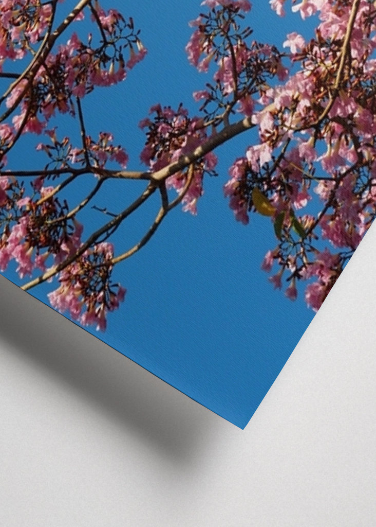 Beautiful pink flowers