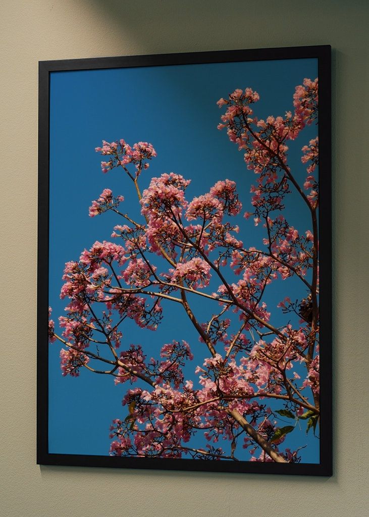Beautiful pink flowers