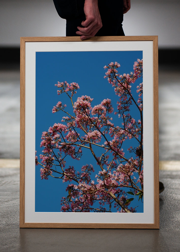Beautiful pink flowers