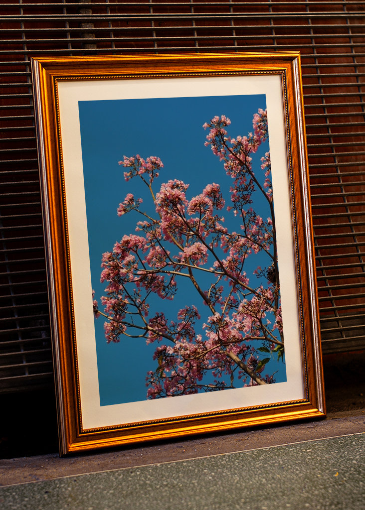 Beautiful pink flowers