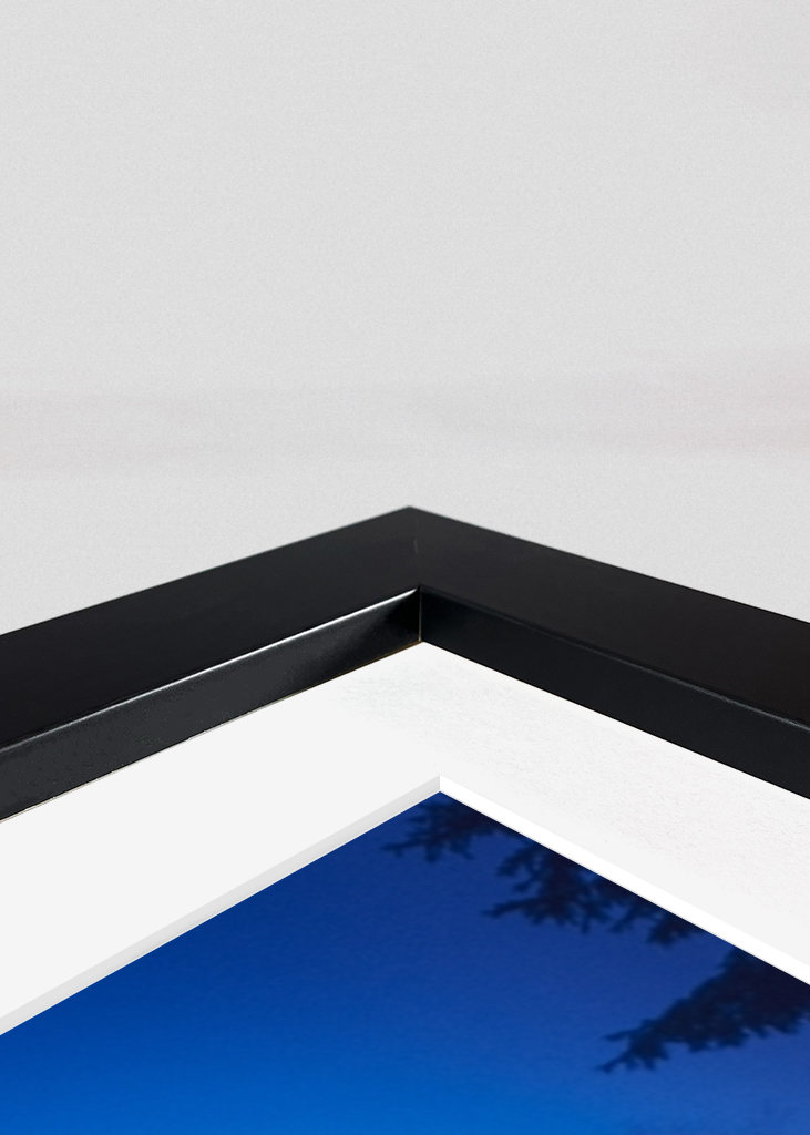 Brouillard dans la forêt 