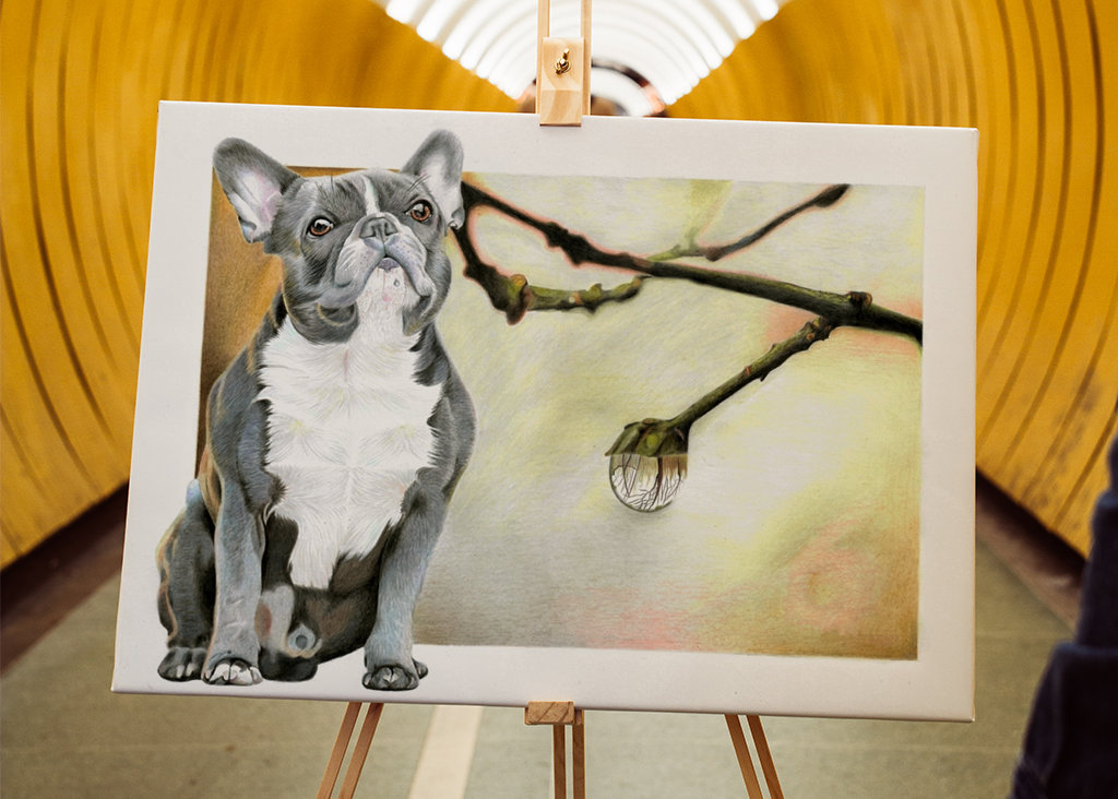 Francouzský buldoček