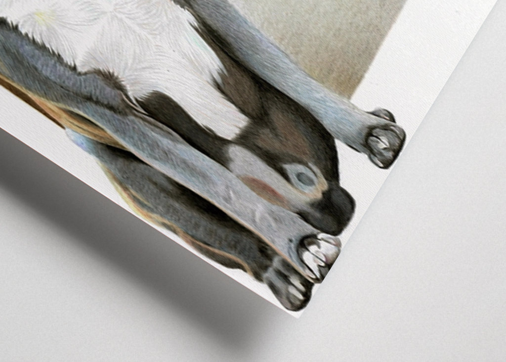 Francouzský buldoček