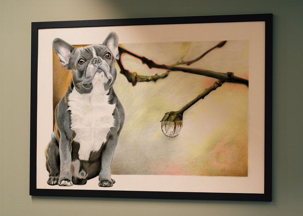 Francouzský buldoček