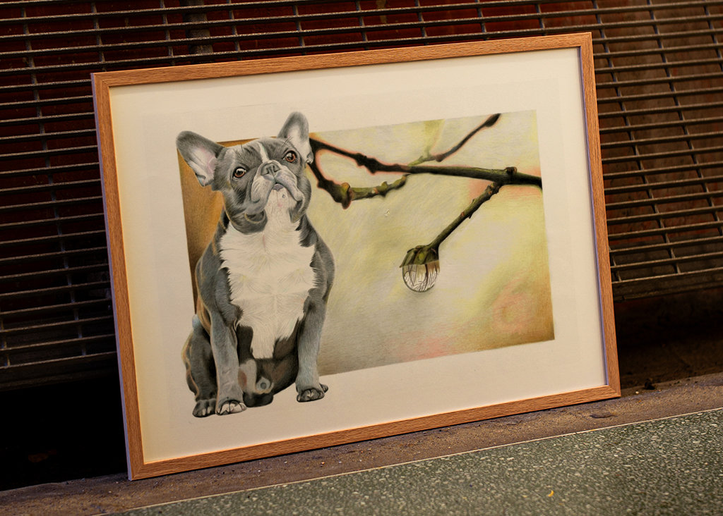 Francouzský buldoček