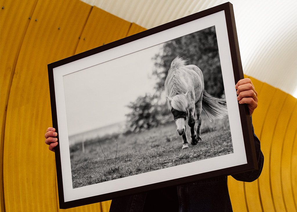 Masked horse in a paddock